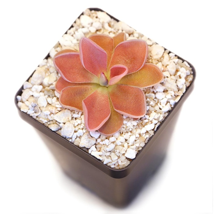 Pinguicula 'PE Formosa' Butterwort Carnivorous Plants