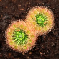 Drosera callistos