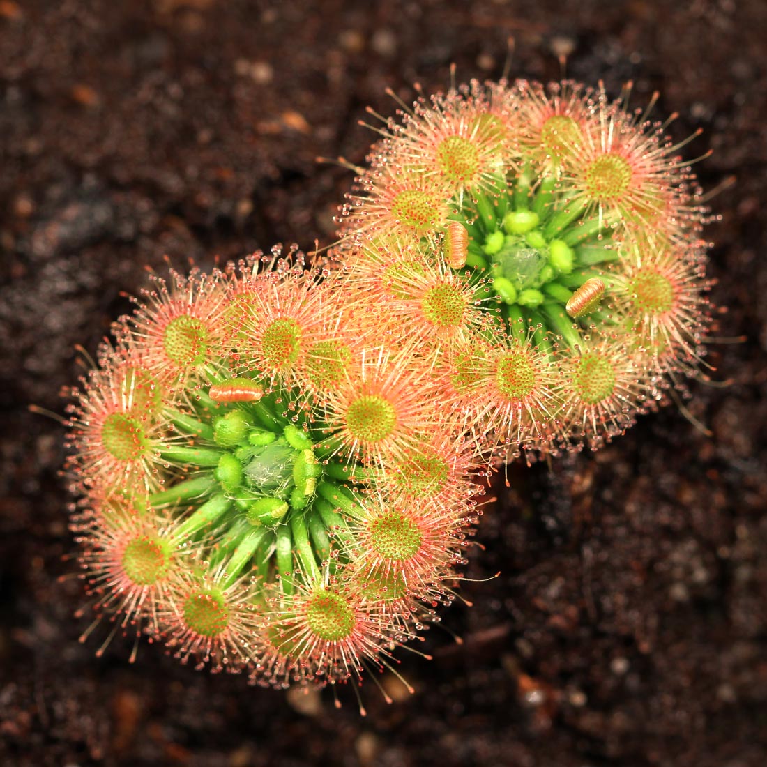 KAO　メナス　アナリスタ Drosera callistos - Pygmy Sundews | Curious Plant