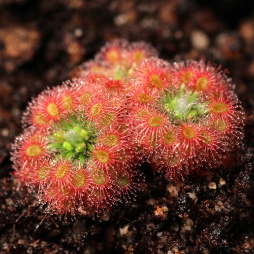 Drosera 'Dork's Pink' Pygmy Sundew Carnivorous Plants