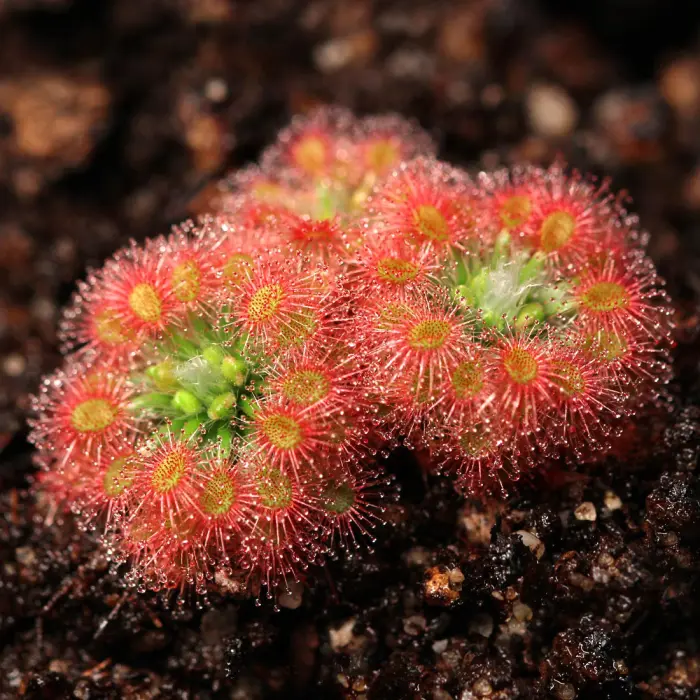 Drosera 'Dork's Pink' - Pygmy Sundews | Curious Plant