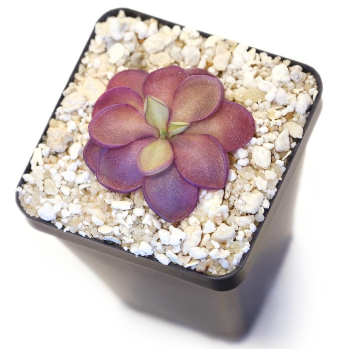 Pinguicula 'Purple Pixie' Butterwort Butterwort Carnivorous Plants