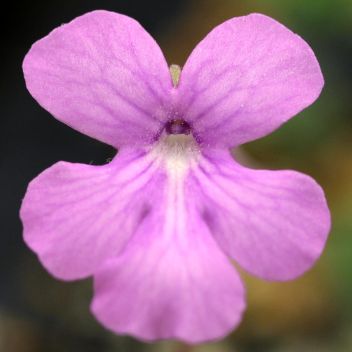 Pinguicula 'Purple Pixie' Butterwort Butterwort Carnivorous Plants