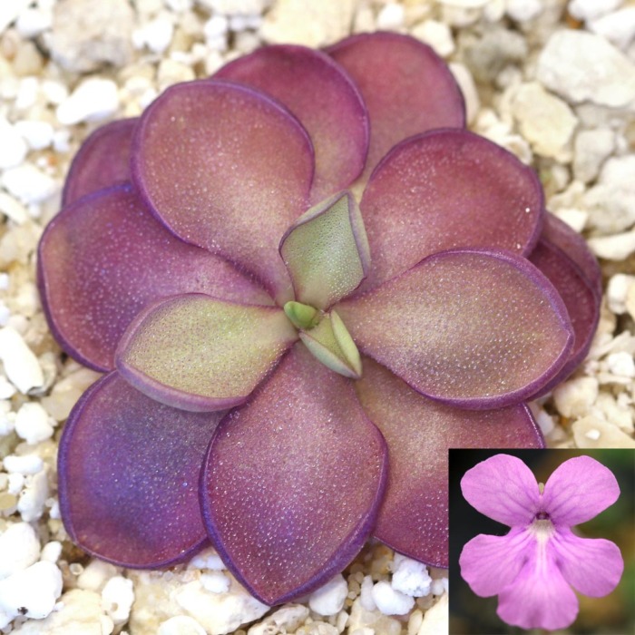 Pinguicula 'Purple Pixie' Butterwort Butterwort Carnivorous Plants