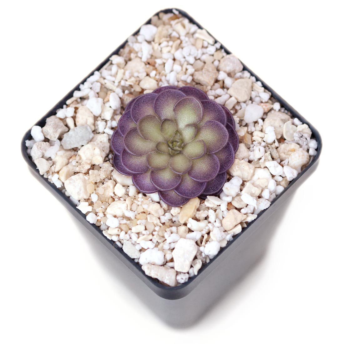 Pinguicula cyclosecta 'B' Butterwort Carnivorous Plants