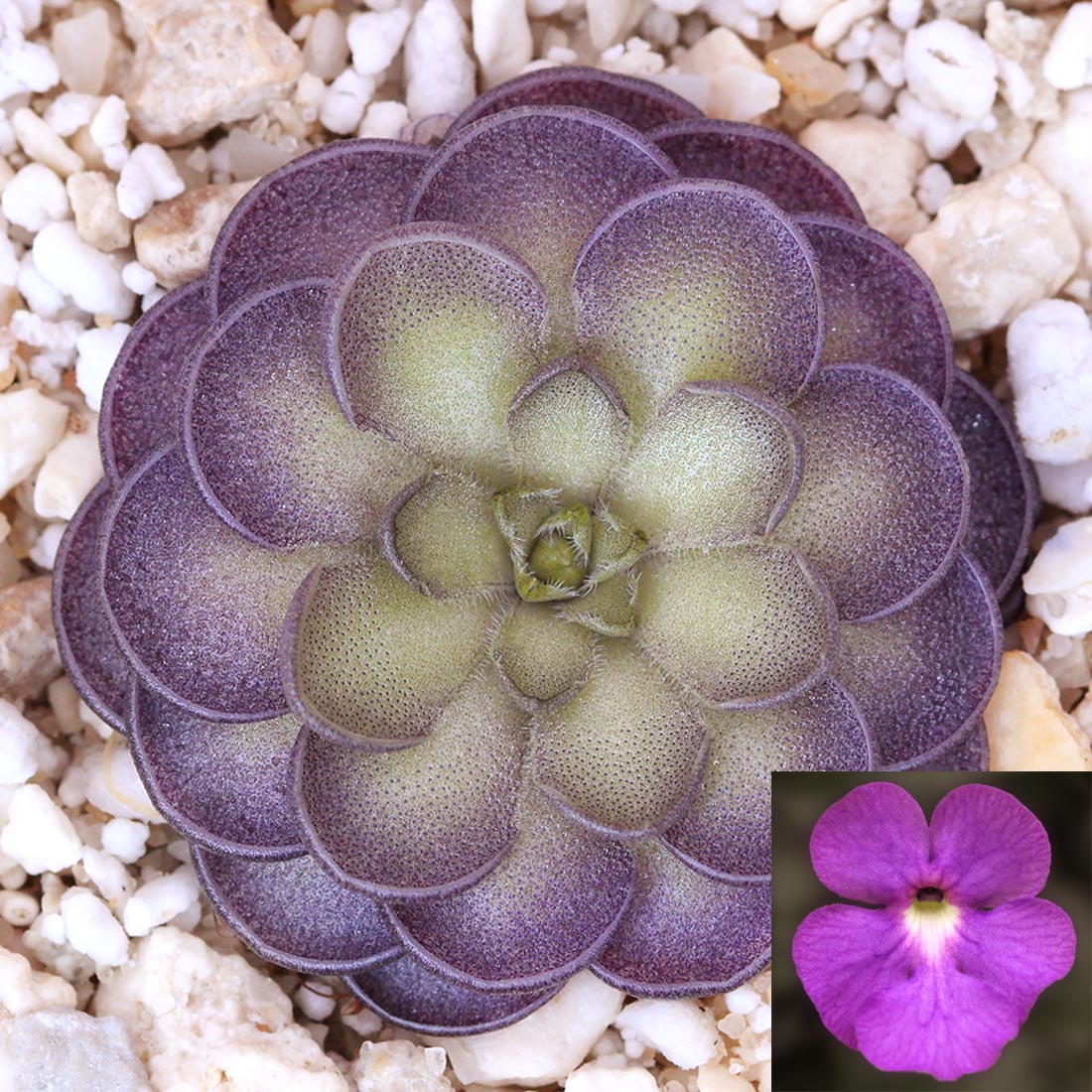 Pinguicula cyclosecta 'B' Butterwort Carnivorous Plants