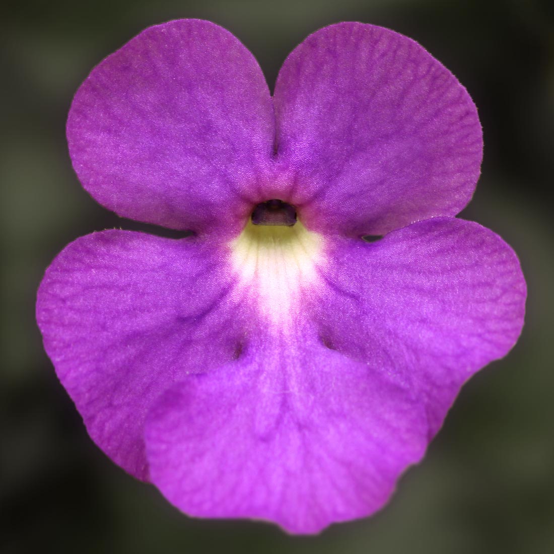 Pinguicula cyclosecta 'B' Butterwort Carnivorous Plants
