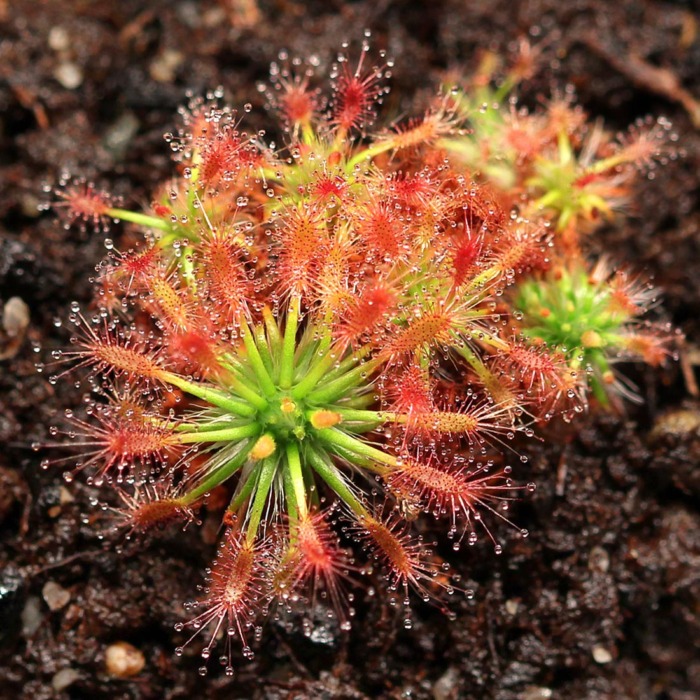 Drosera barbigera 'Giant' Pygmy Sundew Carnivorous Plants