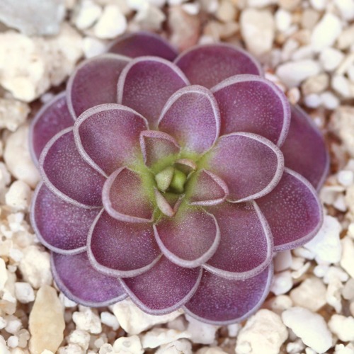 Pinguicula cyclosecta 'B' Butterwort Carnivorous Plants