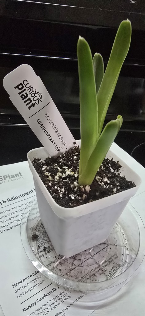 Image #1 from Orlando