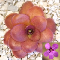Pinguicula 'Charlie's Hope'