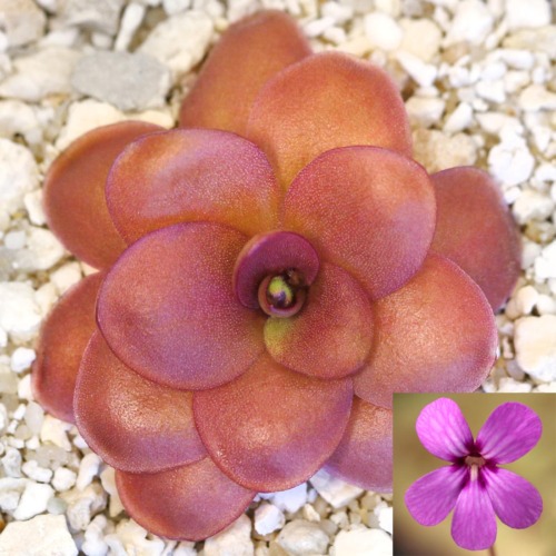 Pinguicula 'Charlie's Hope' Butterwort Carnivorous Plants