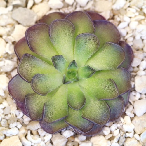 Pinguicula cyclosecta 'Dulces Nombres, Nuevo León' Butterwort Carnivorous Plants
