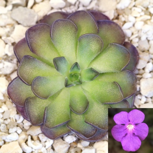 Pinguicula cyclosecta 'Dulces Nombres, Nuevo León' Butterwort Carnivorous Plants