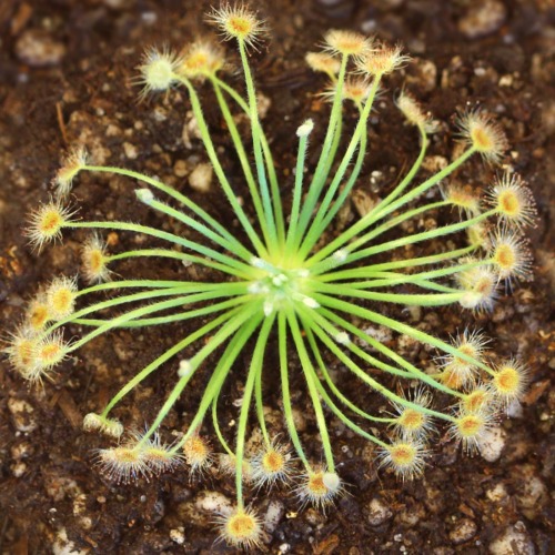 Drosera broomensis 'Ngadalargin wetland, Broome, Kimberley' Sundew Carnivorous Plants
