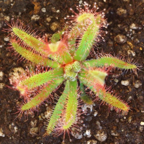 Drosera latifolia Sundew Carnivorous Plants