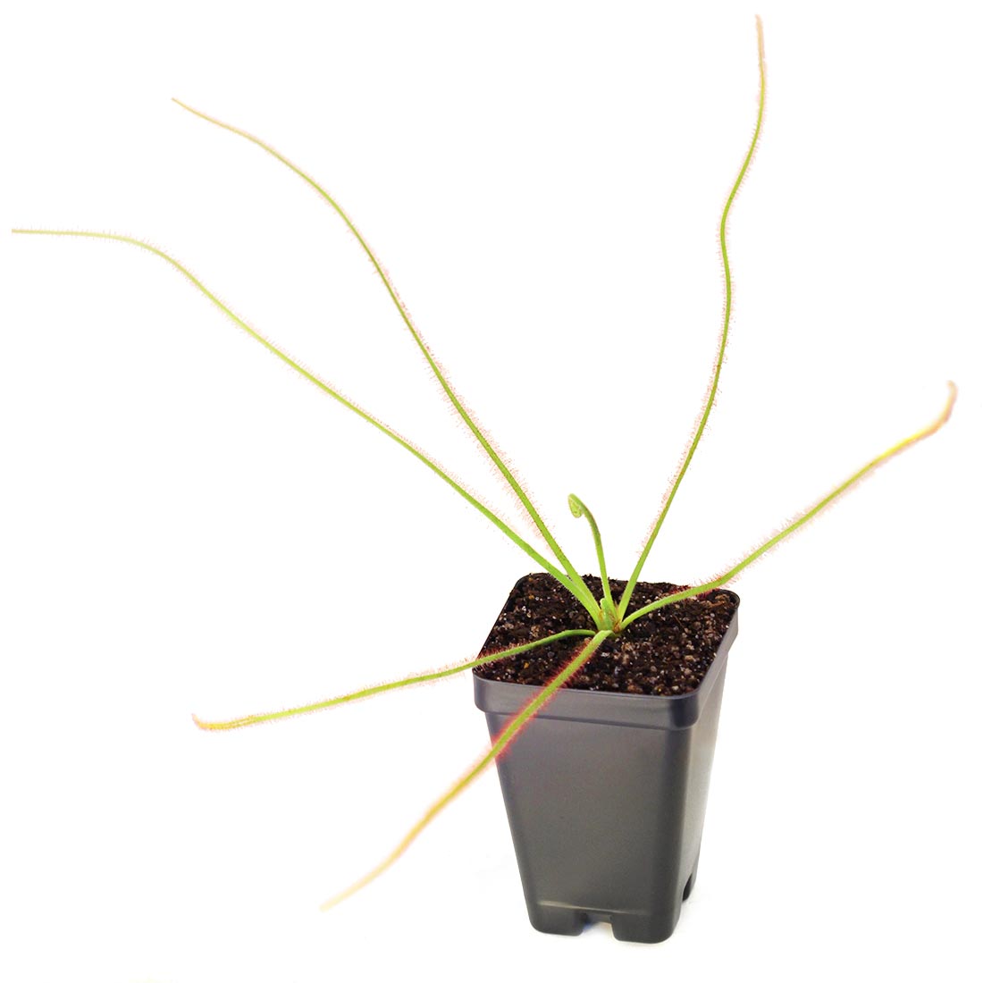 Drosera spiralis Sundew Carnivorous Plants