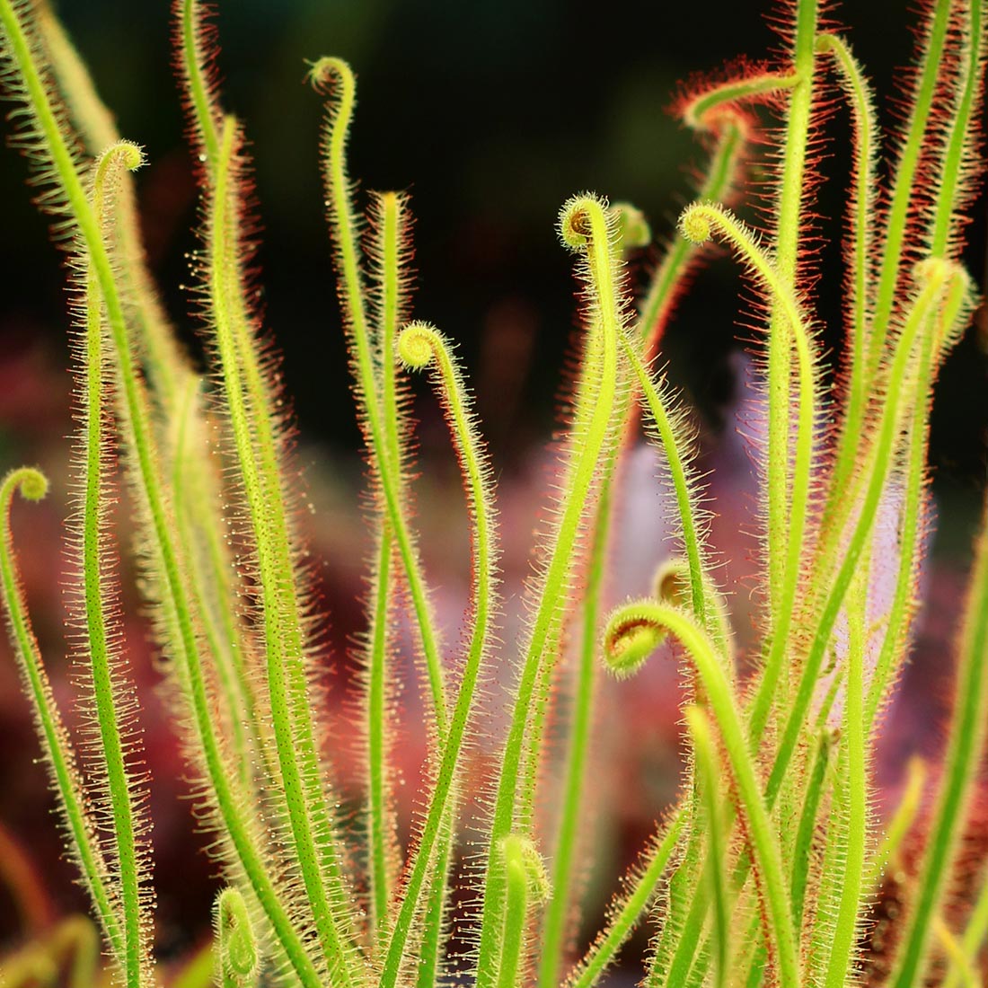 Drosera spiralis Sundew Carnivorous Plants