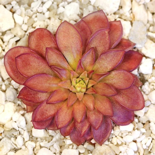 Pinguicula 'Chalice' Butterwort Carnivorous Plants