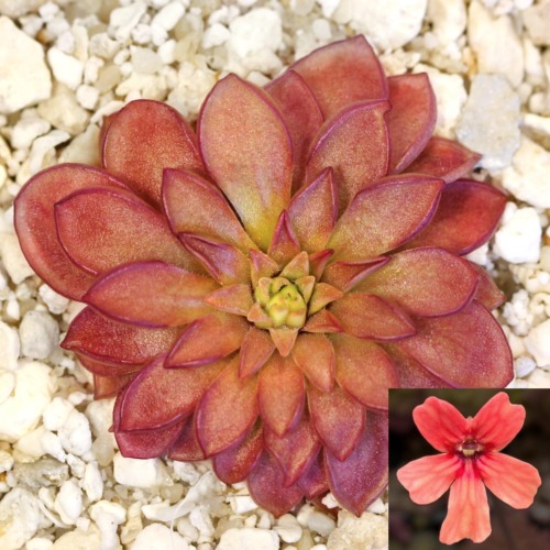 Pinguicula 'Chalice' Butterwort Carnivorous Plants